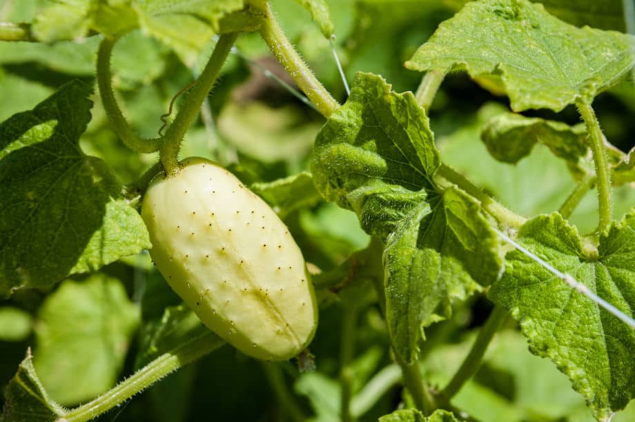 Yellow cucumber ripening on vine.